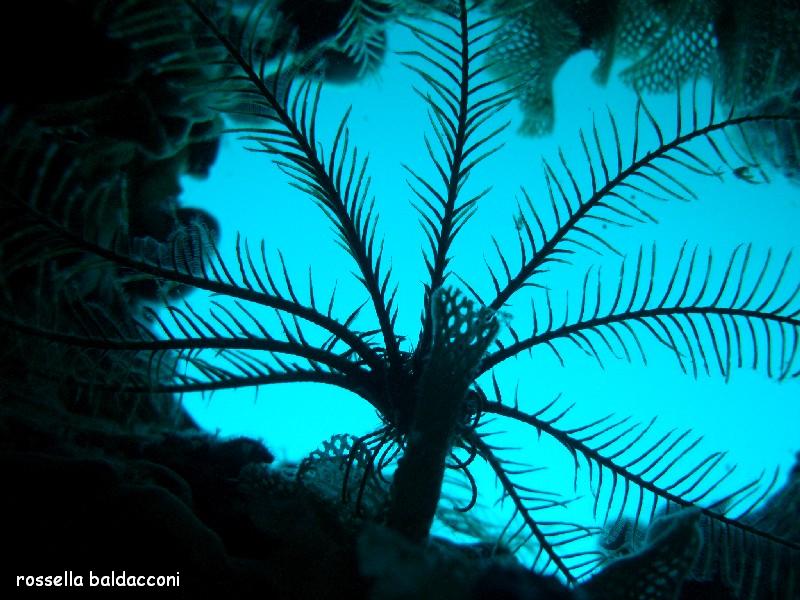 Antedon mediterranea (Lamarck, 1816)